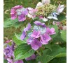 Гортензия крупнолистная Блаумайзе (Blaumeise) С2; 3 года